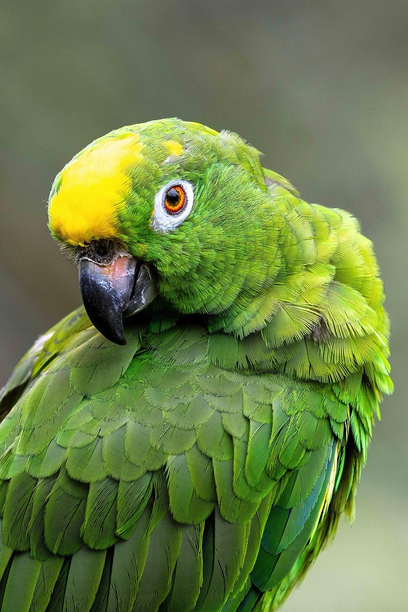 Amazon Rainforest Exploration